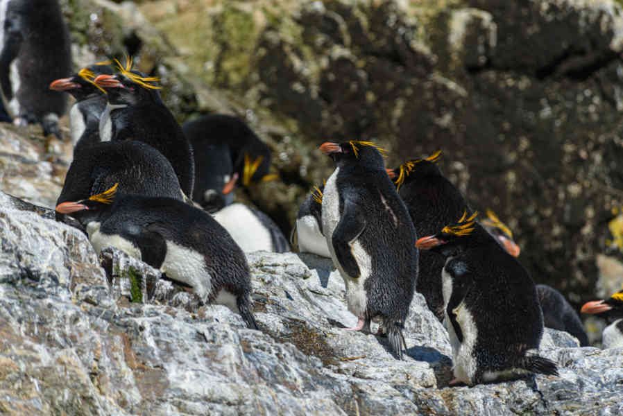 Pingüino Macaroni - islas Georgias del Sur 23.jpg